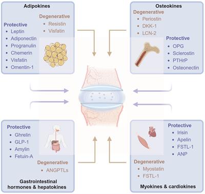 Roles of organokines in intervertebral disc homeostasis and degeneration